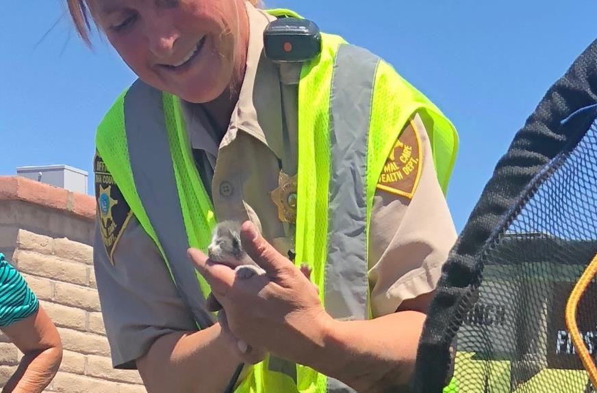 TFD rescues kittens